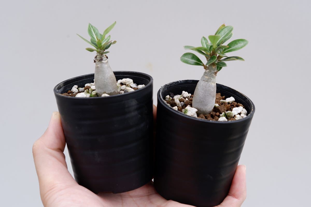 2株セット】アデニウム ソマレンセ Adenium somalense | spss.com.sa