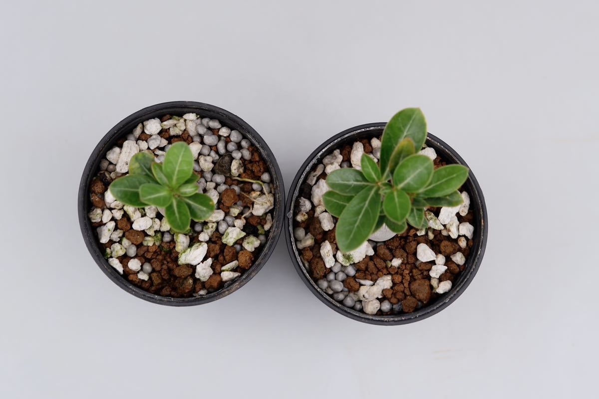 2株セット】アデニウム ソマレンセ Adenium somalense | energysource