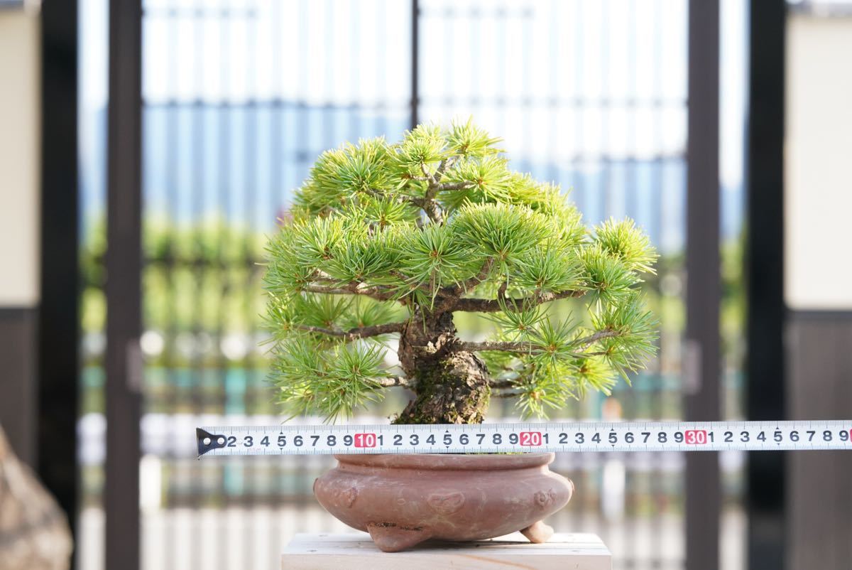亦盆栽」五葉松吾妻 小品盆栽 | anjale.lk