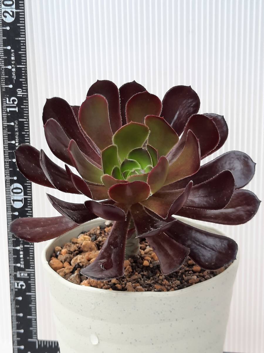 ♪ 黒法師 抜き苗 アエオニウム 多肉植物 送料170円 ♪ | china