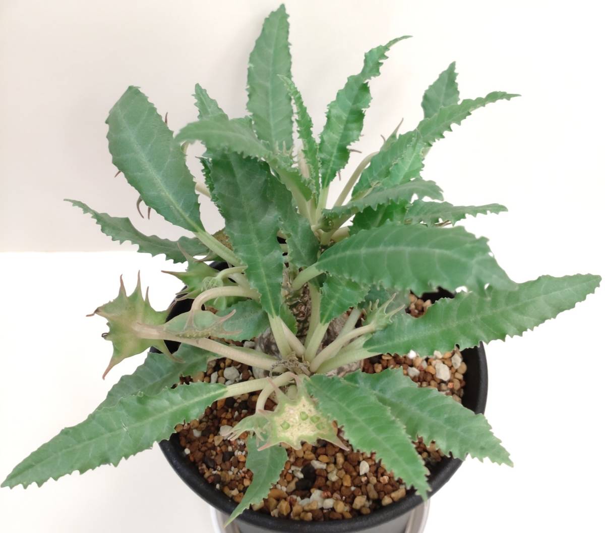 種子10粒 ドルステニア・ホルウッディ(hybrid)[Dorstenia horwoodii