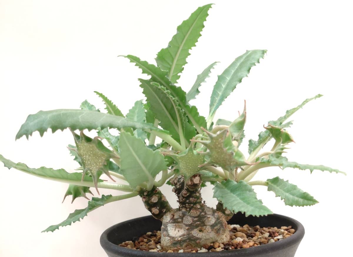 種子10粒 ドルステニア・ホルウッディ(hybrid)[Dorstenia horwoodii