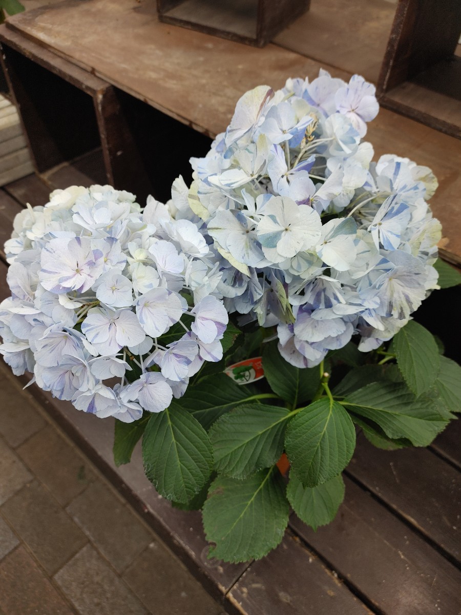 紫陽花 旭の舞姫 ちづる 秋色紫陽花 ハイドランジア 花終わり 4号鉢