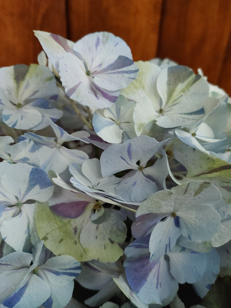 紫陽花 旭の舞姫 ちづる 秋色紫陽花 ハイドランジア 花終わり 4号鉢