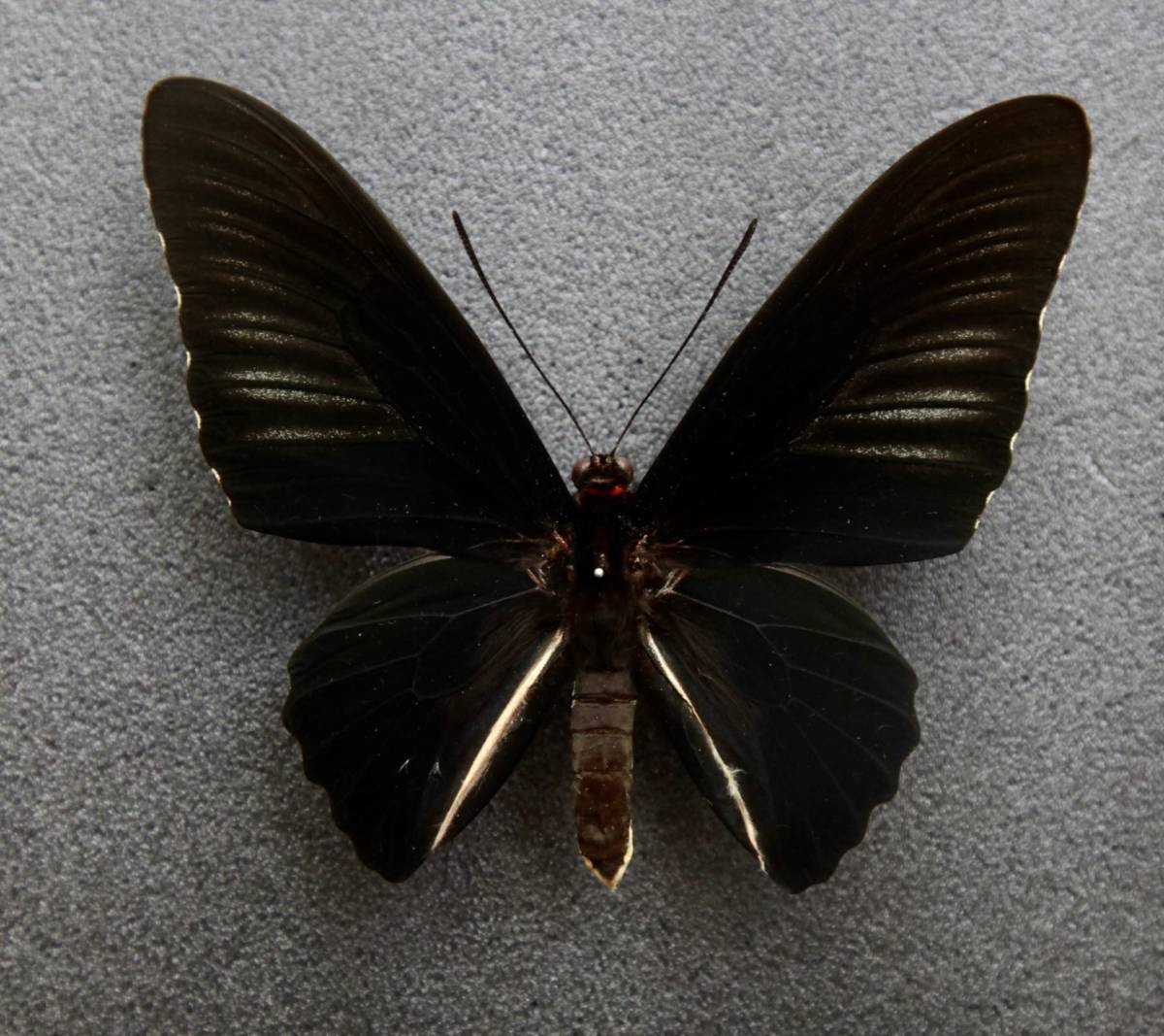 セール市場 外国産蝶標本 タラウドキシタアゲハ A♂ インドネシア・タラウド島 野外採集品 住まい、インテリア