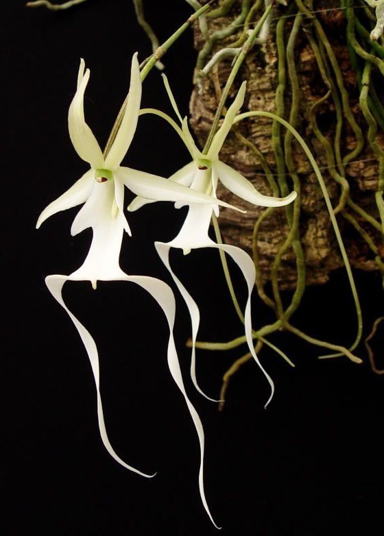 洋蘭 原種 稀少種 Polyrrhiza. lindenii 開花株 幽霊蘭 洋蘭 原種 稀少種 Polyrrhiza. lindenii 開花株 幽霊蘭(Yahoo