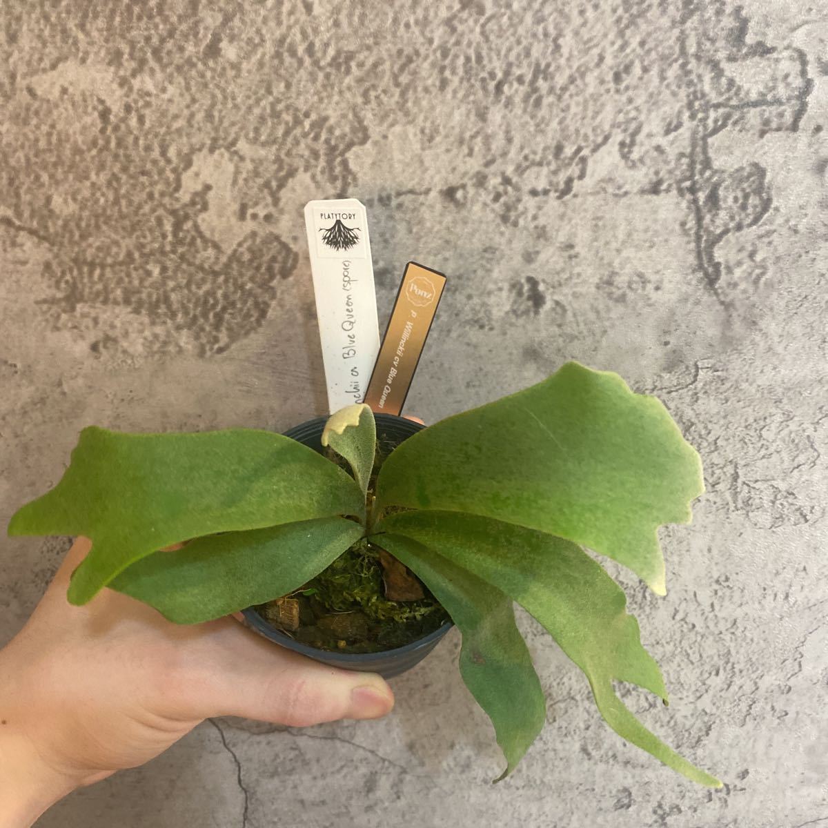 P.willinckii ´Blue queen´ sporeling ビカク 新品セール - gravablock