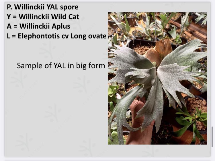 P. Willinckii YAL ビカクシダ #14|代購幫