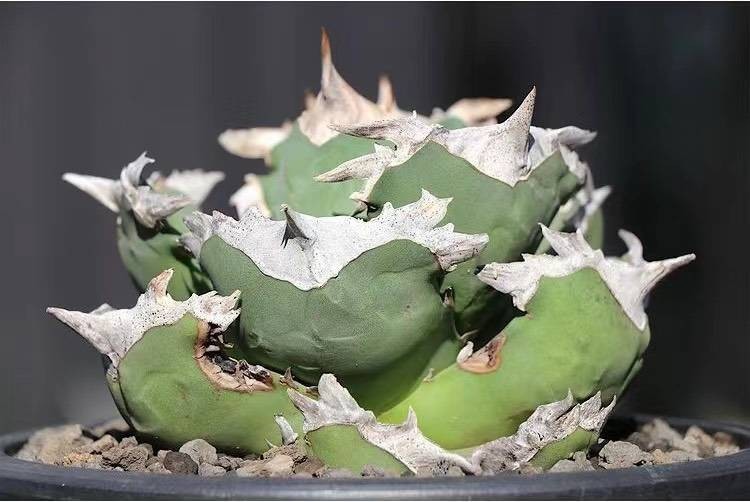 hiiro】稀少 アガベ 翼竜 プテラノドン 子株 agave titanota hiiro】稀少 アガベ 翼竜 プテラノドン 子株 agave titanota