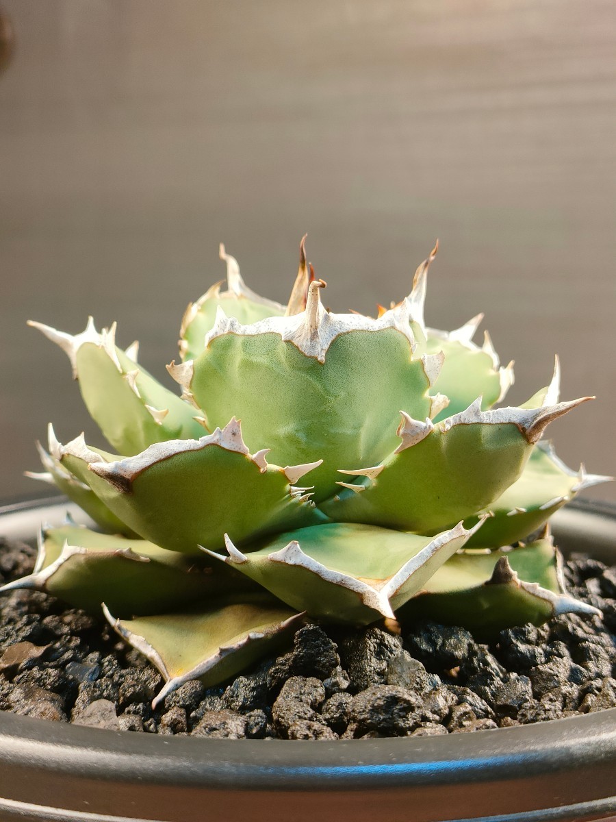 hiiro】稀少 アガベ 皇帝 子株 agave emperor (検 チタノタ レア 皇冠
