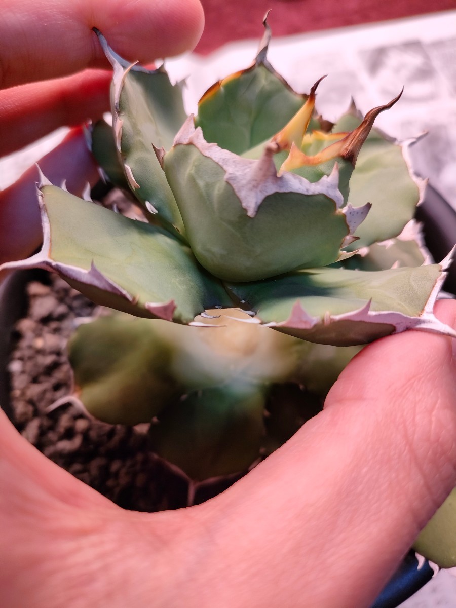hiiro】稀少 アガベ 皇帝 子株 agave emperor (検 チタノタ レア 皇冠
