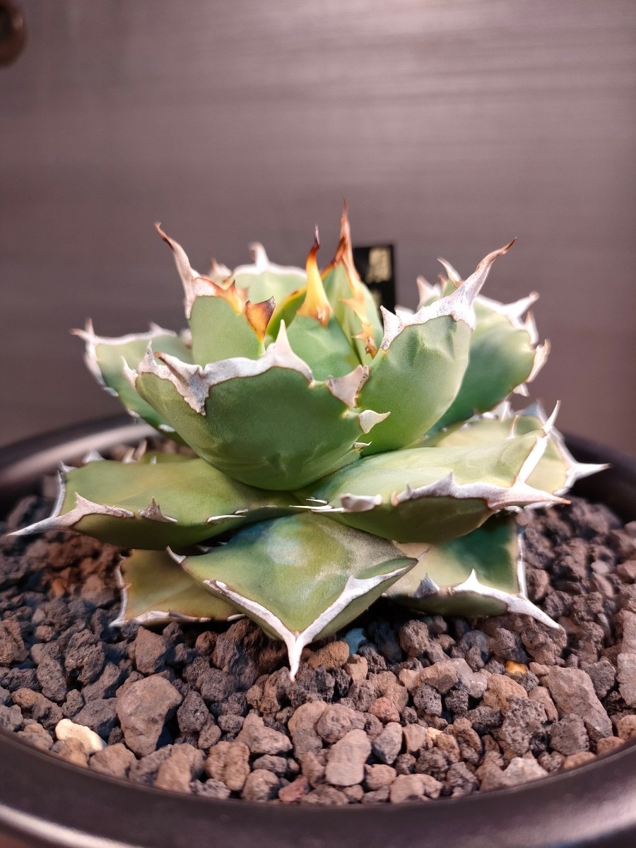 hiiro】稀少 アガベ 皇帝 子株 agave emperor (検 チタノタ レア 皇冠