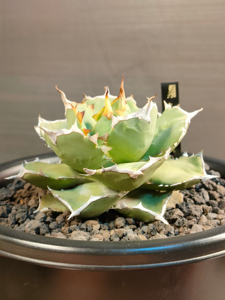 hiiro】稀少 アガベ 皇帝 子株 agave emperor (検 チタノタ レア 皇冠