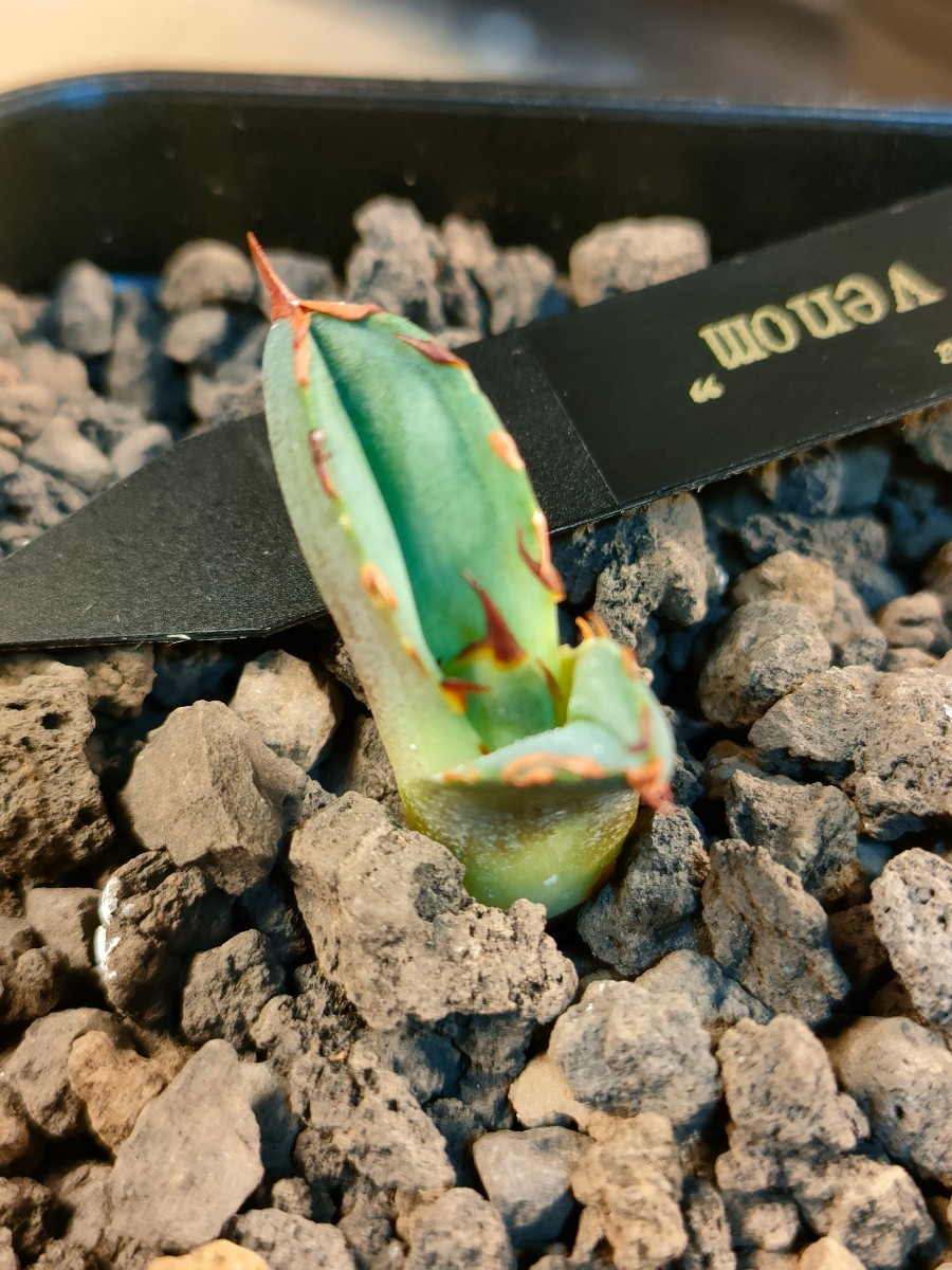 hiiro】稀少 アガベ レッドヴェノム 子株 agave titanota red venom