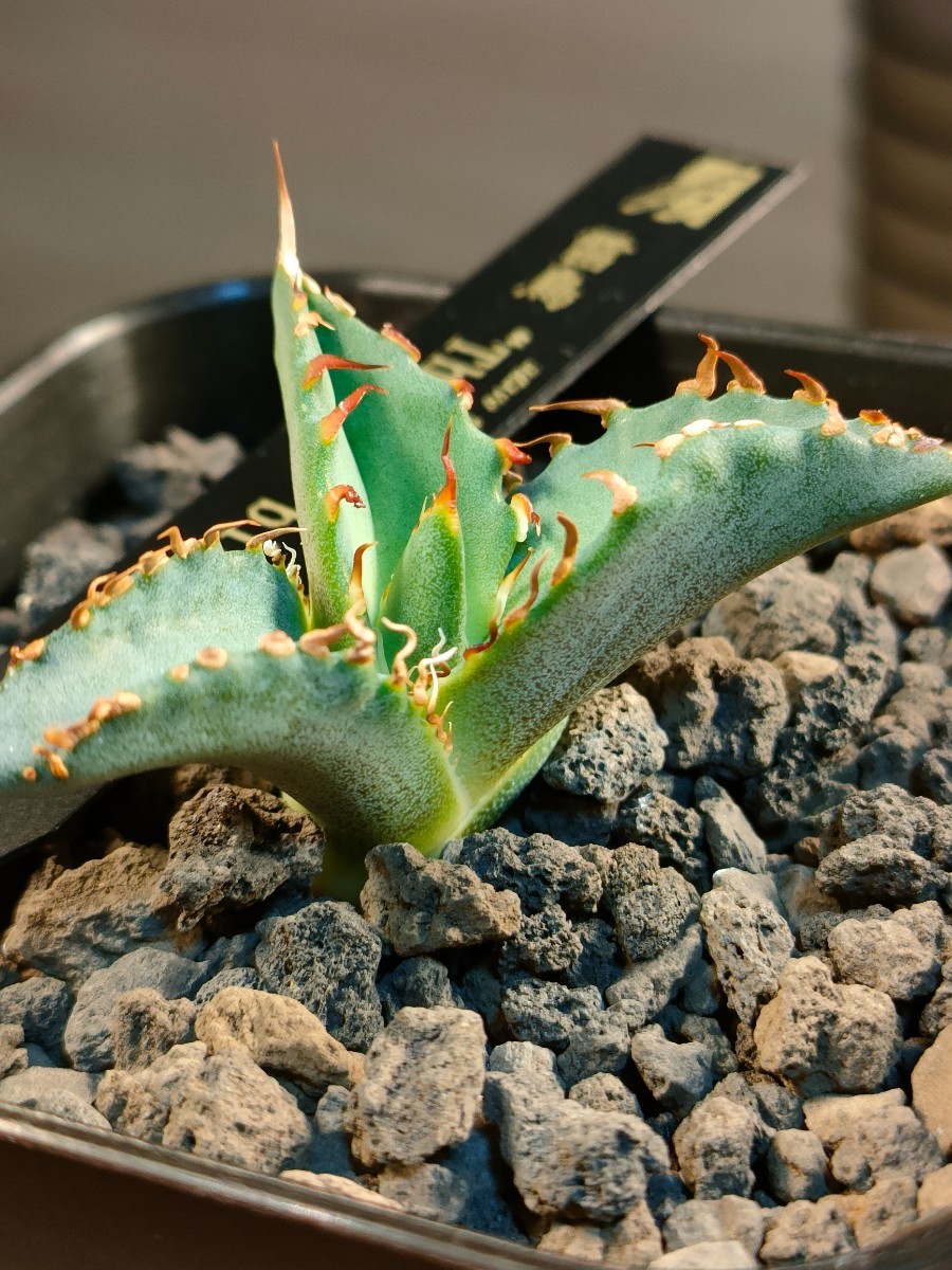 hiiro】アガベ 雷鳥 子株 agave titanota thunder bird(検 hiiro】アガベ 雷鳥 子株 agave titanota thunder bird(検