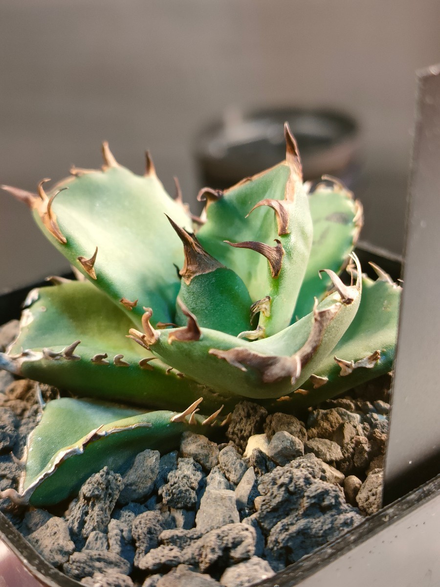 hiiro】稀少 アガベ 翼竜 プテラノドン 子株 agave titanota hiiro】稀少 アガベ 翼竜 プテラノドン 子株 agave titanota