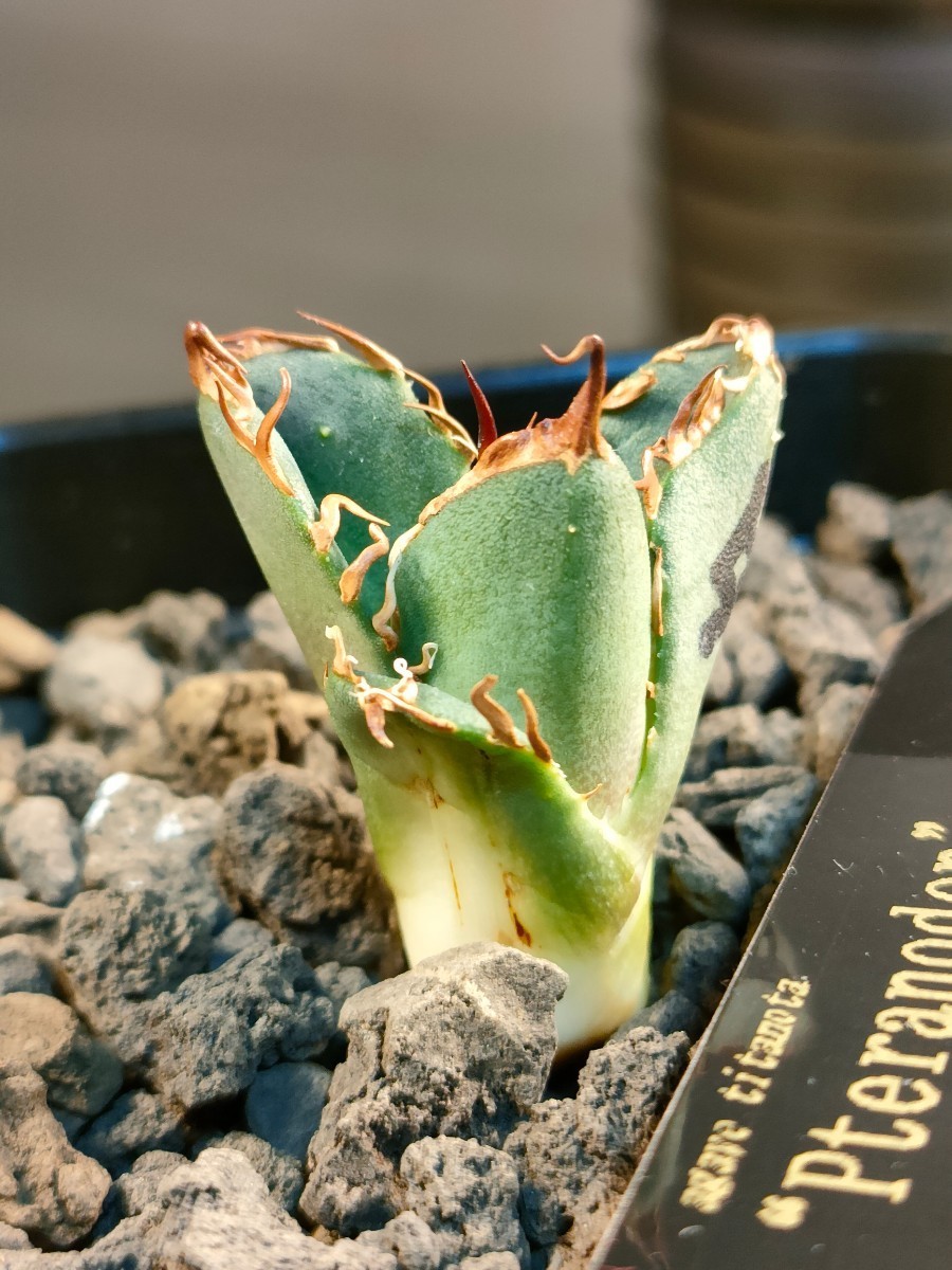 hiiro】稀少 アガベ 翼竜 プテラノドン 子株 agave titanota hiiro】稀少 アガベ 翼竜 プテラノドン 子株 agave titanota