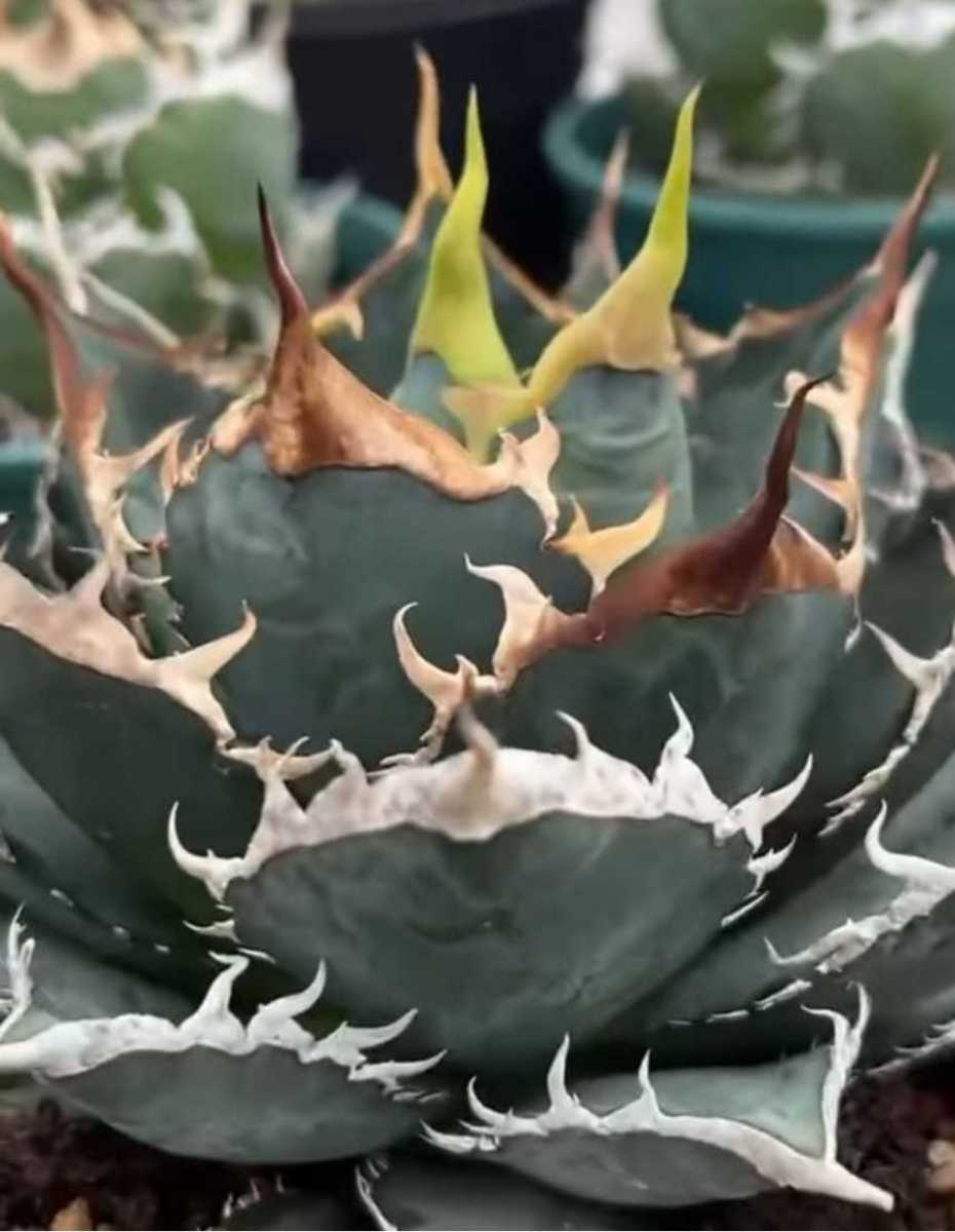 hiiro】アガベ 海王 子株 agave titanota seaking(検 チタノタ