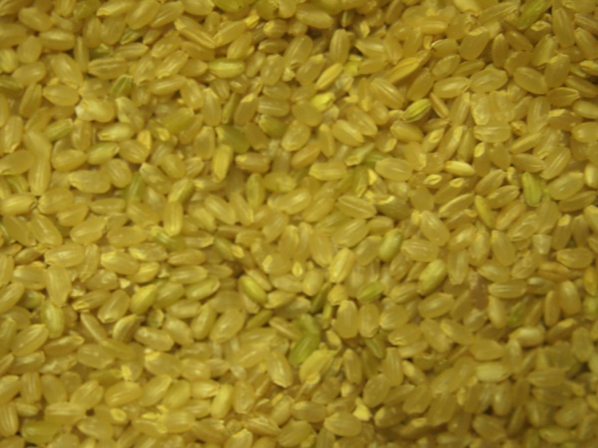 オンラインショップ 屑米 くず米 20キロ 魚沼産コシヒカリ 令和4年収穫
