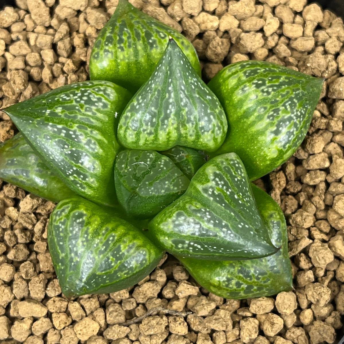 PW》ハオルチア“特ダルマ黒ピクタ×ツタンカーメン”実生未繁殖 多肉植物
