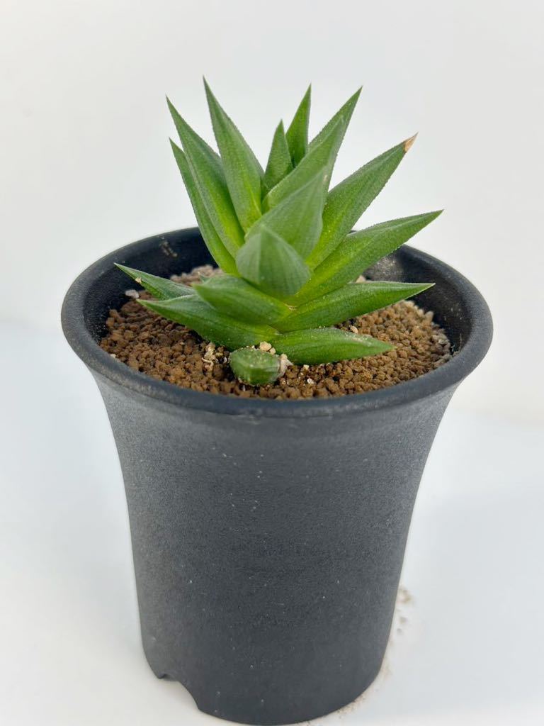 硬葉　ハオルシア 原種 haworthia sp アフリカ原産　抜き苗は送料込◎ 多肉植物　輸入　ハオルチア_画像5