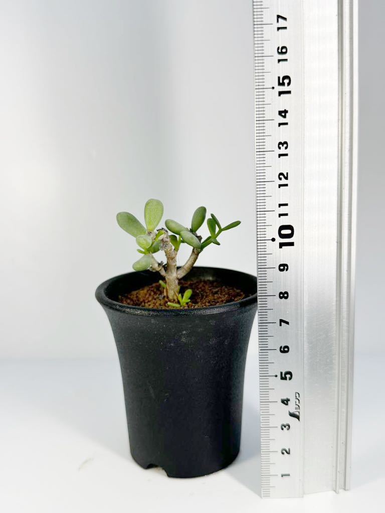 代購代標第一品牌－樂淘letao－ケラリア ピグマエア Ceraria pygmaea