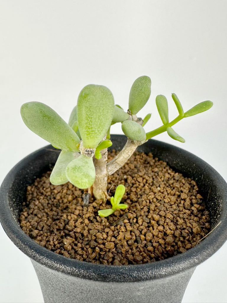 代購代標第一品牌－樂淘letao－ケラリア ピグマエア Ceraria pygmaea