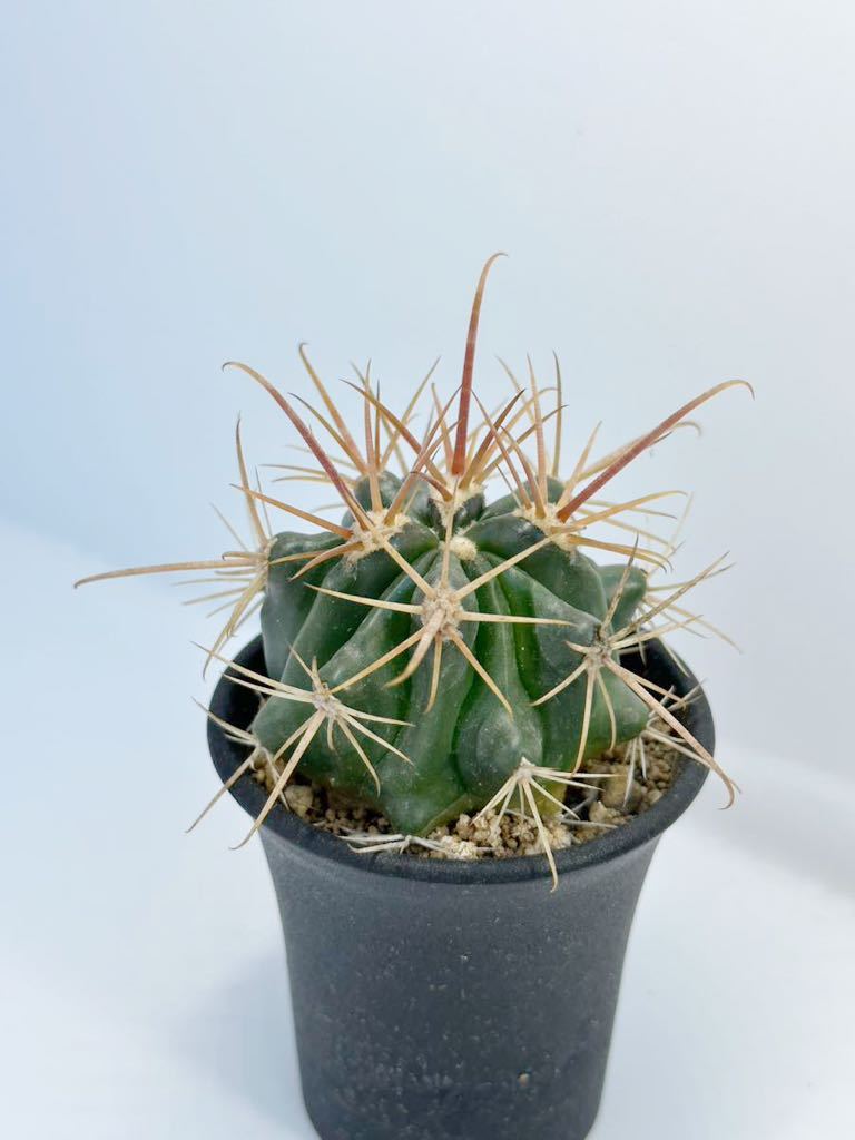 ferocactus hyb フェロカクタス 交配種 ハイブリッド 実生 　抜き苗は送料込◎ 赤刺　サボテン　フェロ_画像6