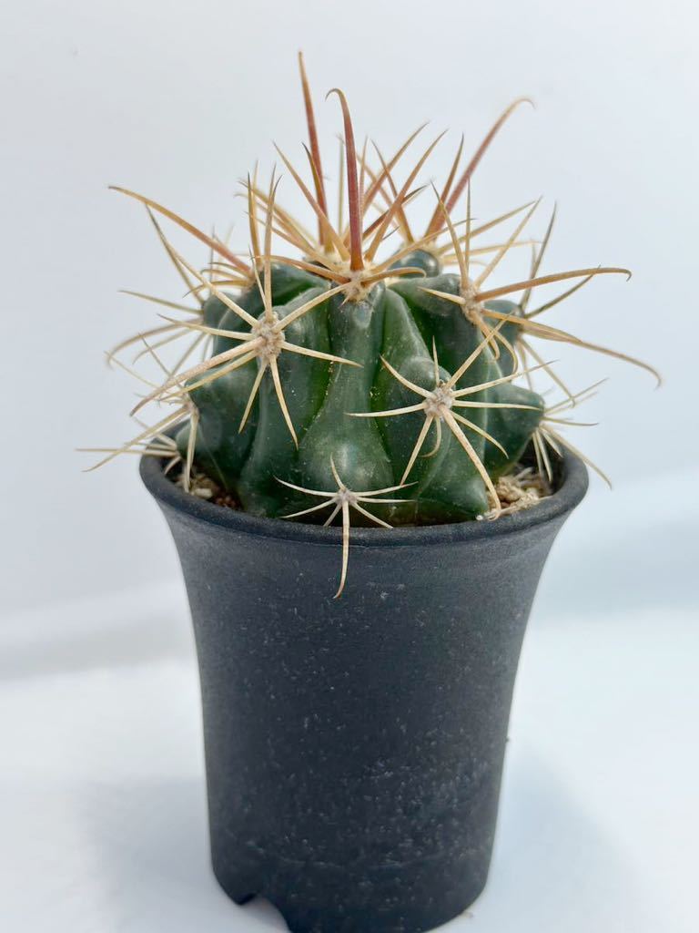 ferocactus hyb フェロカクタス 交配種 ハイブリッド 実生 　抜き苗は送料込◎ 赤刺　サボテン　フェロ_画像2