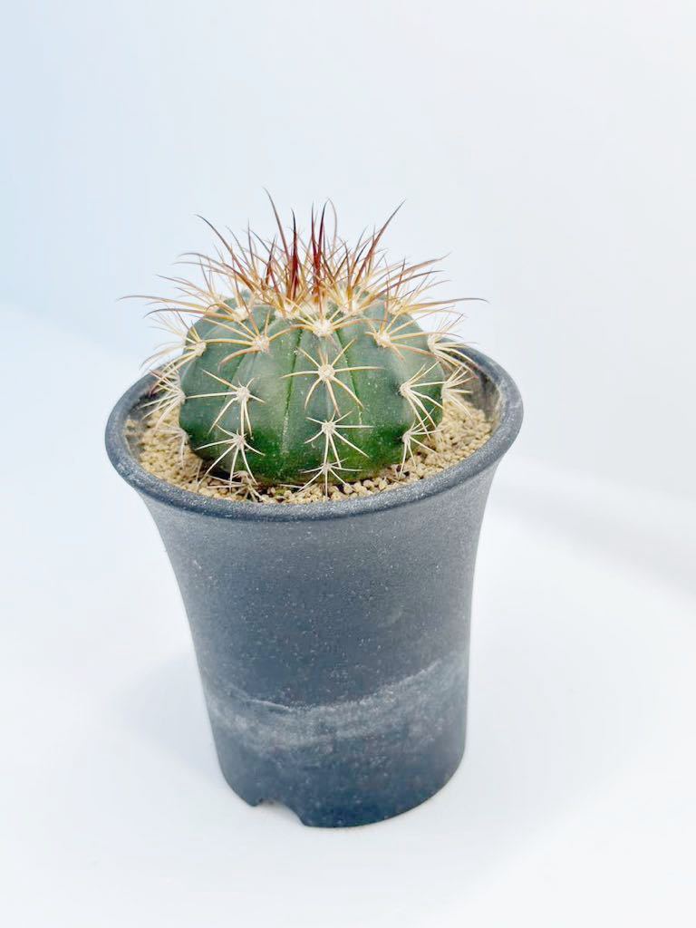 Melocactus conoideus メロカクタス コノイデウス　ブラジル現地では絶滅寸前のサボテン 極希少　特選 実生株　ブラジル原産_画像6