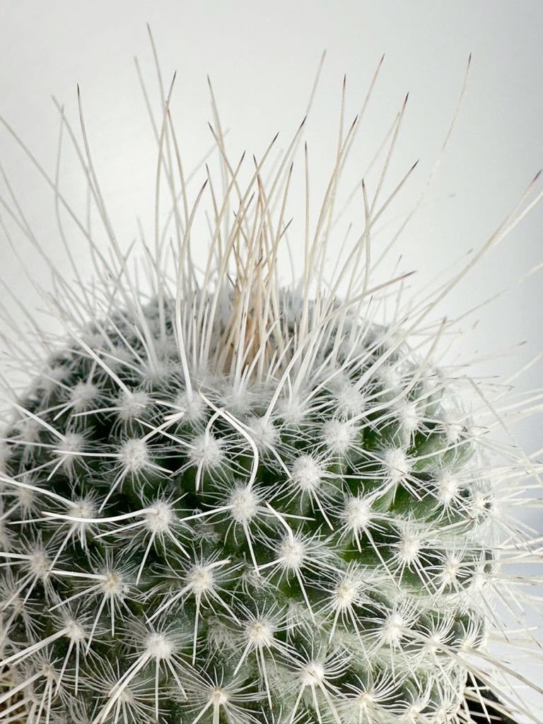 長刺白珠丸 Mammillaria geminispina v. マミラリア 白刺　長刺　選別株　抜き苗は送料込◎サボテン　メキシコ原産_画像2