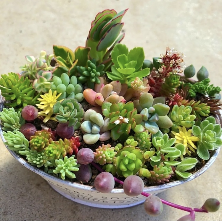 販売のため 多肉植物 セダム 斑入りパリダム&斑入りタイトゴメ 10