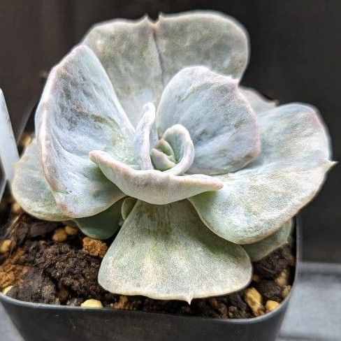 レア多肉植物シリーズ・エケベリア・リラシナ錦inわけけのお店 レア多肉植物シリーズ・エケベリア・リラシナ錦inわけけのお店