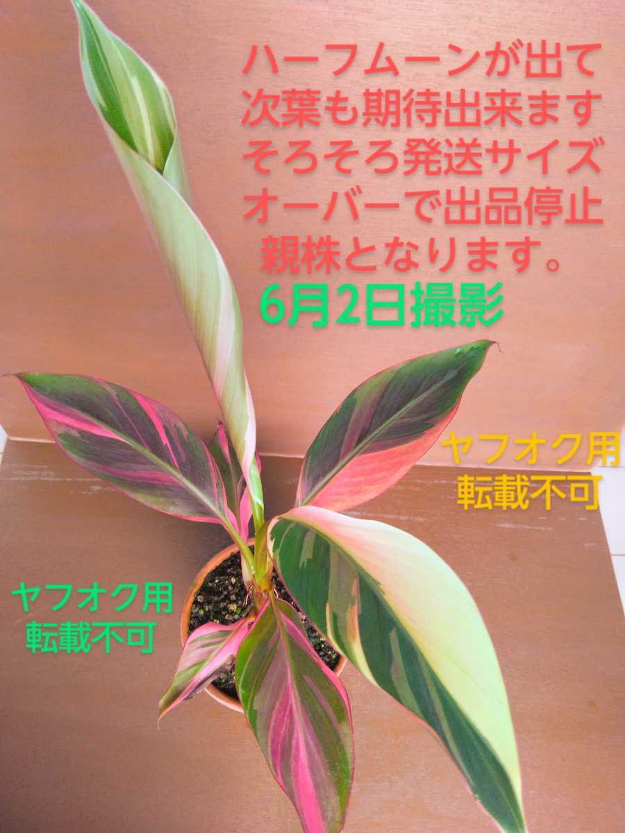 希少品種》《親株候補》ムサ ノノ ピンク バリエガータ, バナナ 白斑