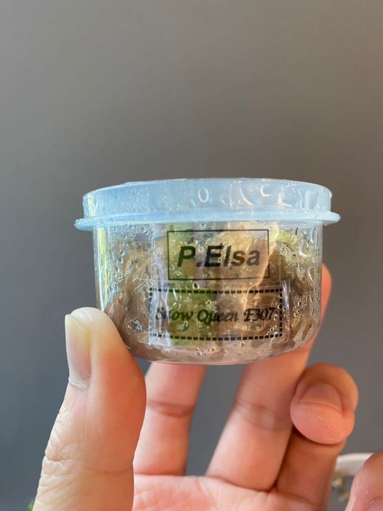 ビカクシダ P.Elsa spore 2株 chateauduroi.co