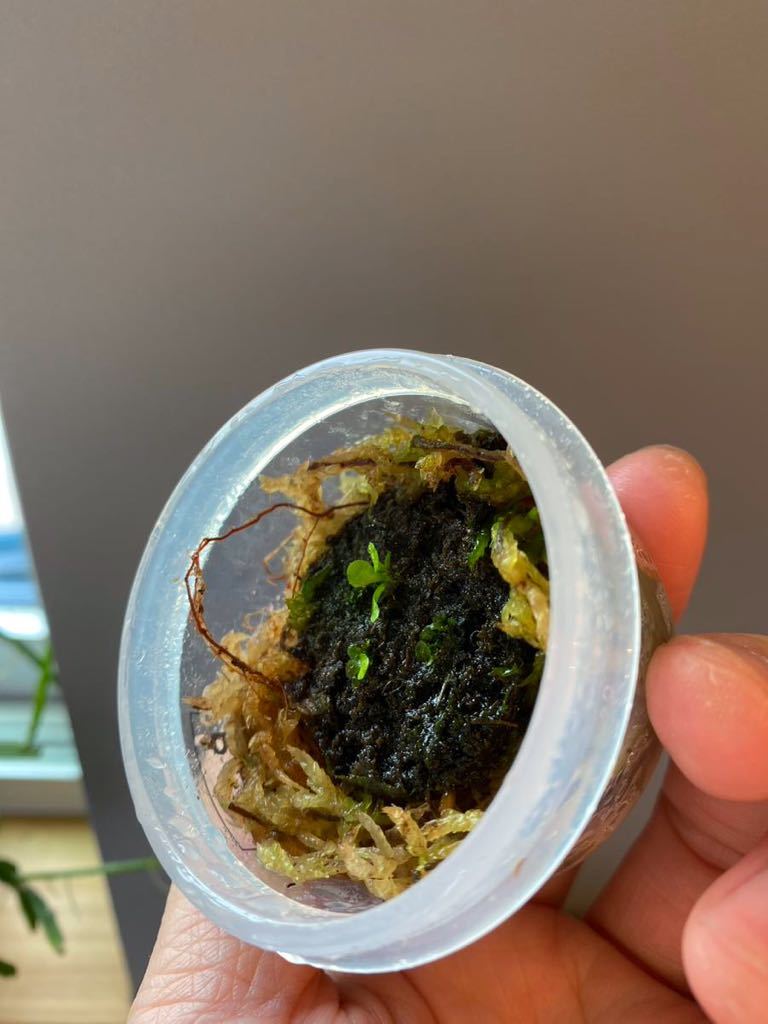 ビカクシダ P.Elsa spore 2株 chateauduroi.co