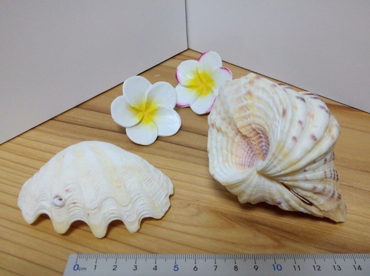 貝殻　シャコ貝　／　インテリア雑貨
