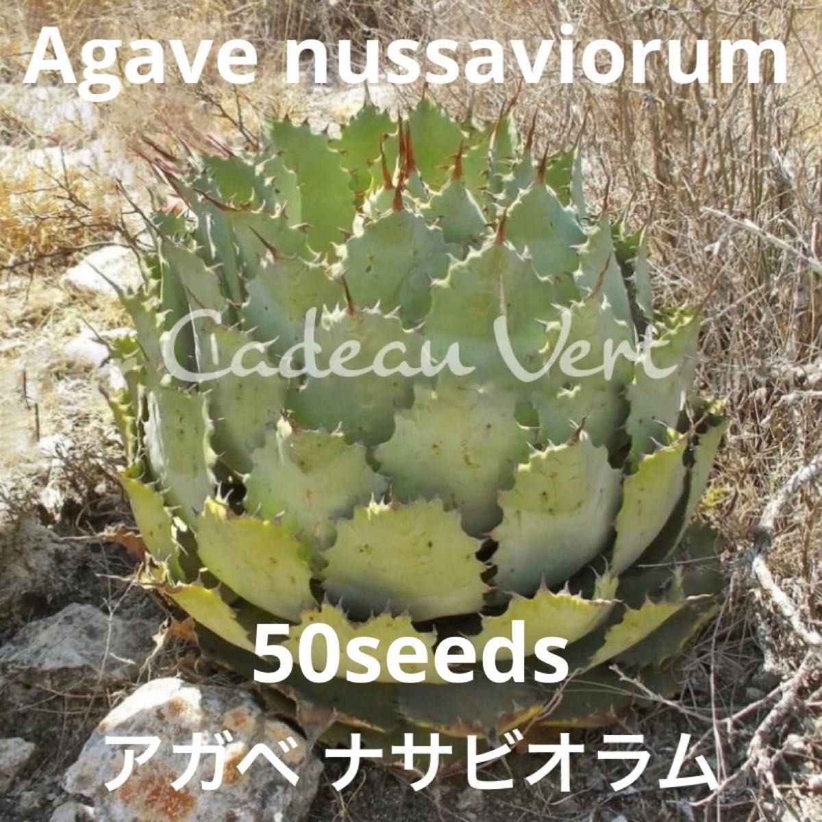 魅惑の激レア★Agave nussaviorum☆アガベ ナサビオラム種子50粒