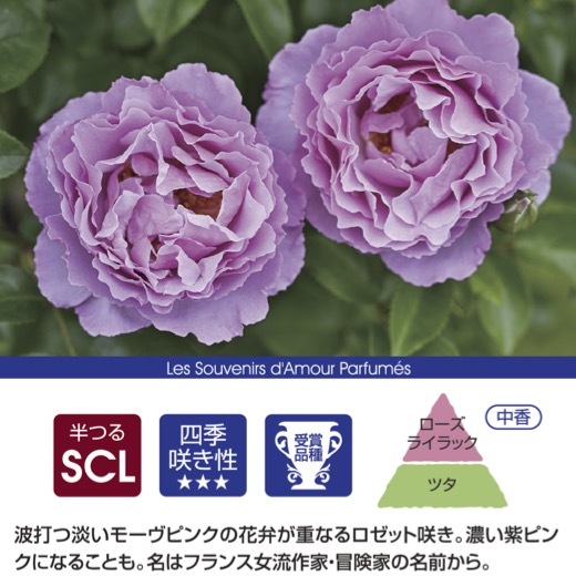送料無料 アレキサンドラ ダビッド ニール6号鉢大苗予約 鉢植え バラ
