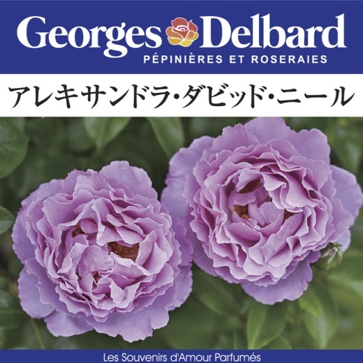 送料無料 アレキサンドラ ダビッド ニール6号鉢大苗予約 鉢植え バラ