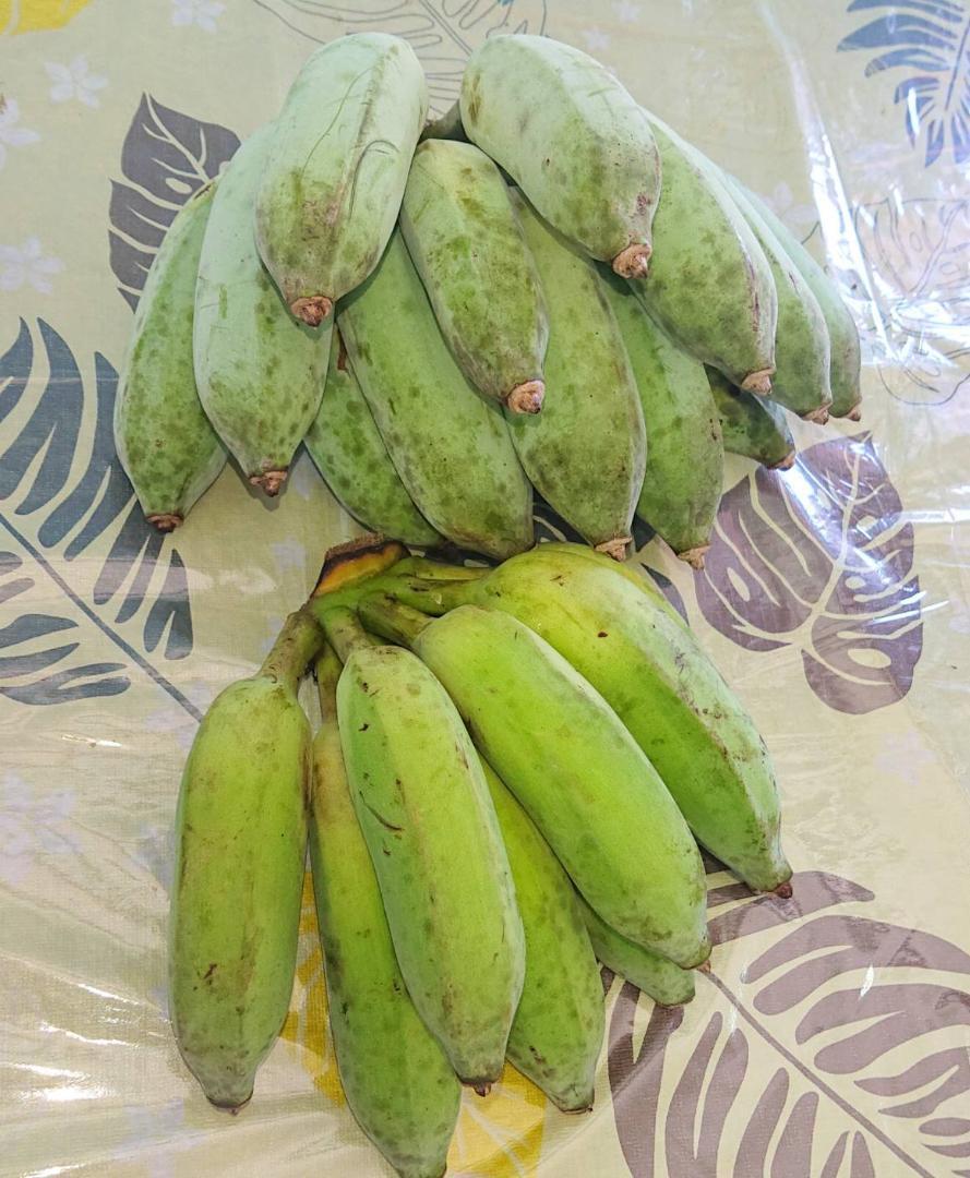 沖縄本島北部やんばる産直「アップルバナナ」「アイスクリームバナナ」のコンパクト便