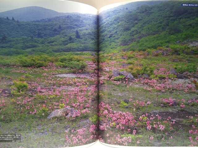 絶版◆◆週刊花の百名山22月山 鳥海山 栗駒山◆◆登山道ルート地図☆山梨県羽黒町ミヤマウスユキソウ☆秋田県鳥海町☆宮城県タムシバ岩手県_画像7