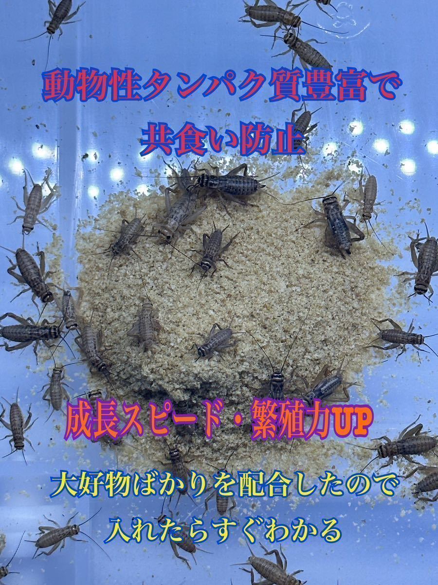 コオロギ・デュビアフード 300g 24時間配送 共食い防止に！ 高品質低価格の画像2