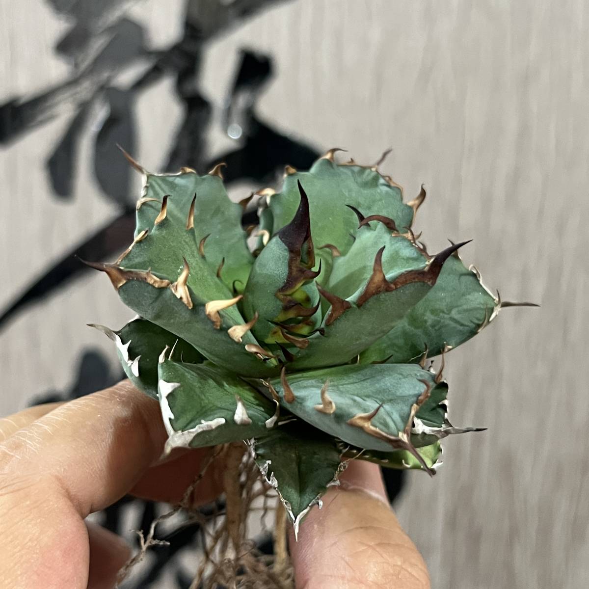 龍園觀】No.120 特選 アガベ 多肉植物 チタノタ 姫厳竜 強棘 狂刺 短葉