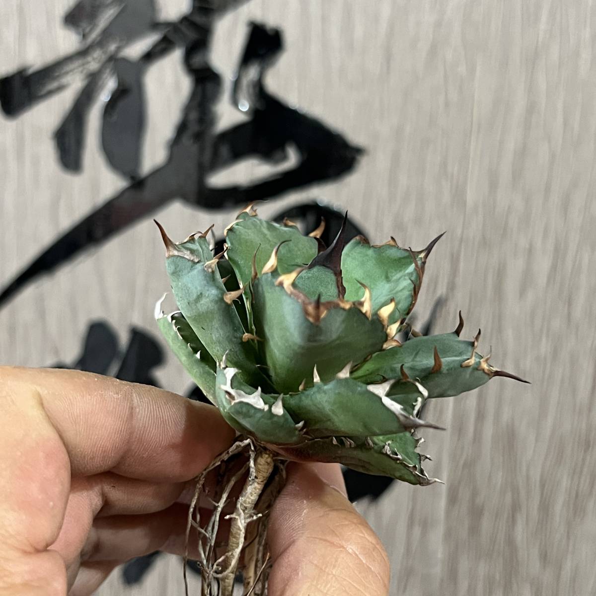龍園觀】No.120 特選 アガベ 多肉植物 チタノタ 姫厳竜 強棘 狂刺 短葉