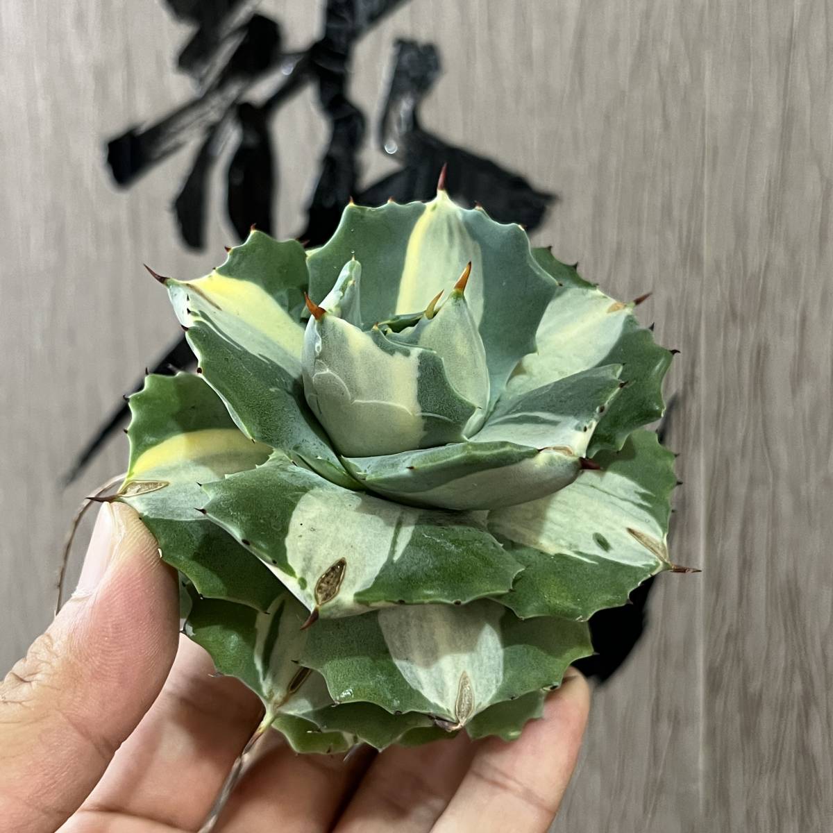 特美苗アガベ 王妃雷神 白中斑大株 今日限定SALE セール 多肉植物 最新