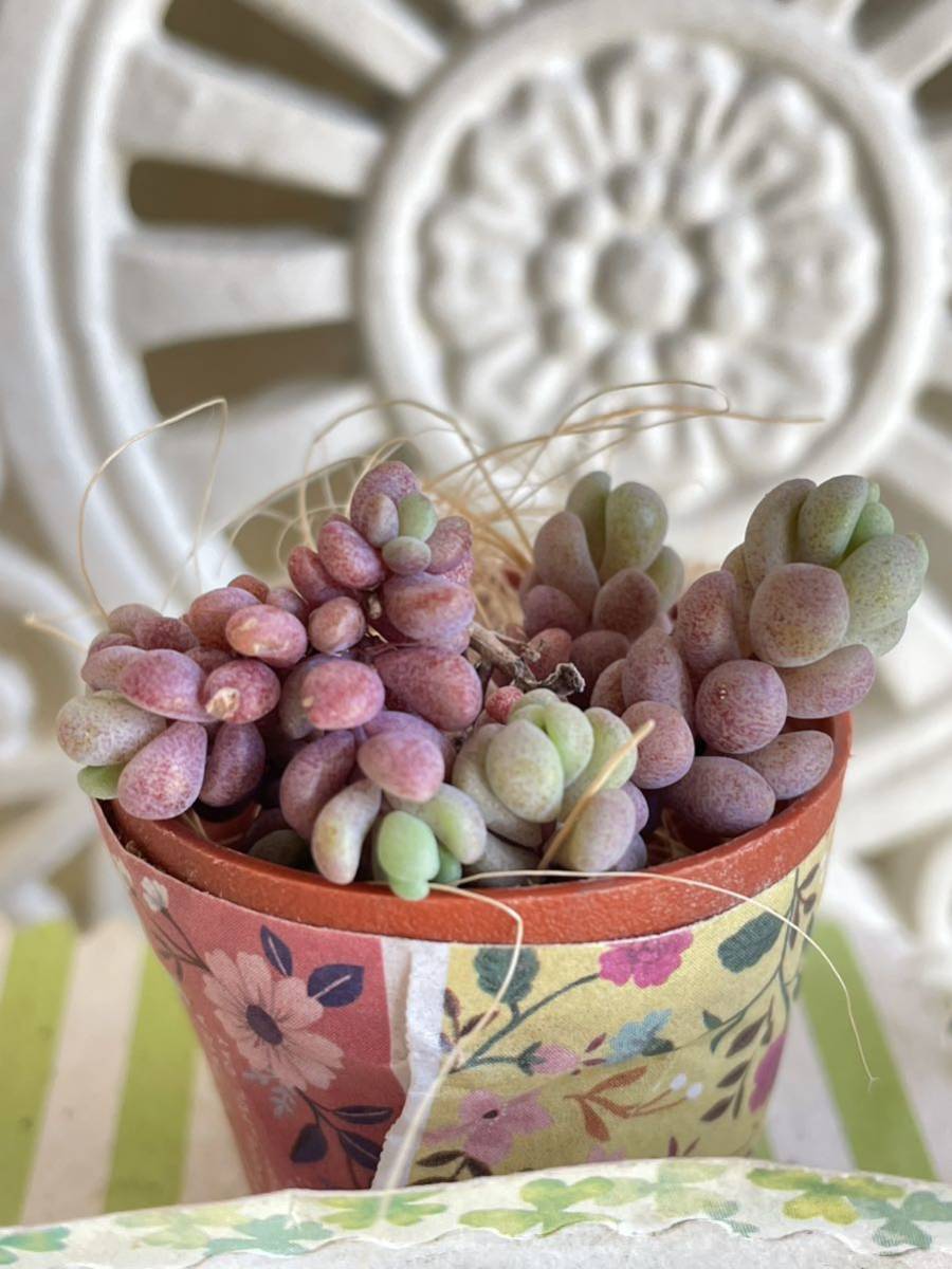 ☆多肉植物*オシャレなパープルヘイズ セダム *発根あり*可愛い寄せ