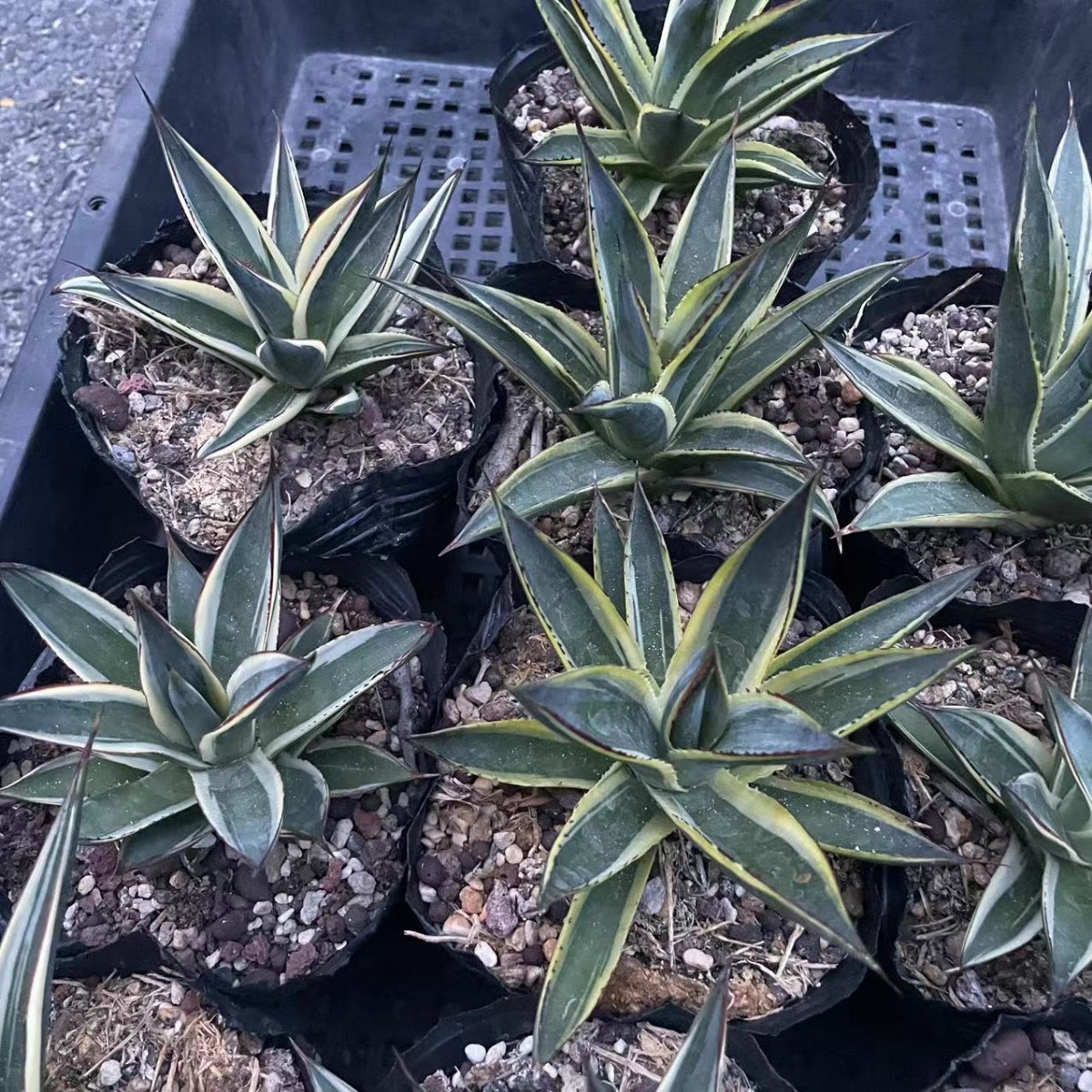 多肉植物 アガベ バーントバーガンディ錦 10株 | vancubic.com