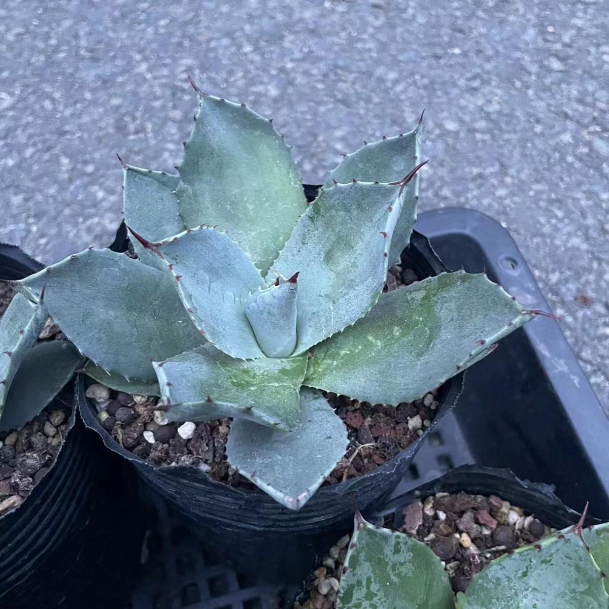 アガベ agave パリー パリー 吉祥天 5株 | fahrschule-ny.de