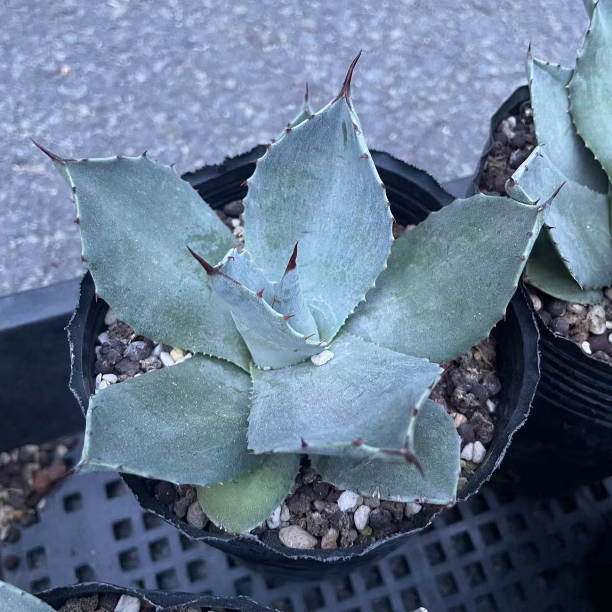 アガベ agave パリー パリー 吉祥天 5株 | fahrschule-ny.de